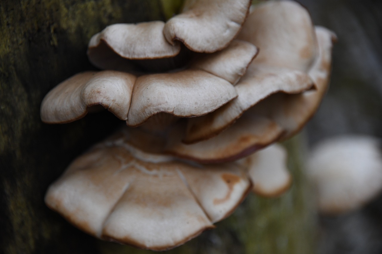 mushroom, fungi, woods-4845928.jpg