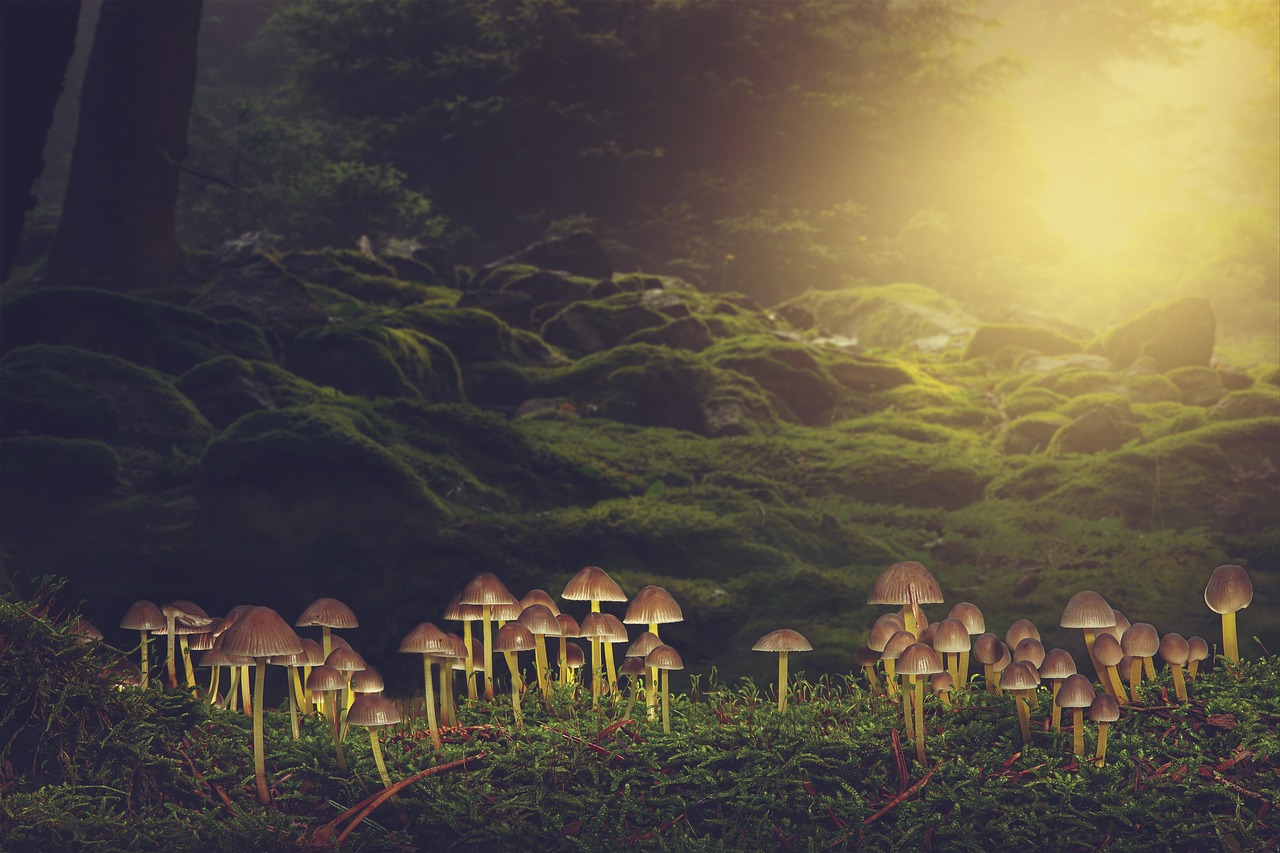 mushrooms, forest, moss-5739222.jpg