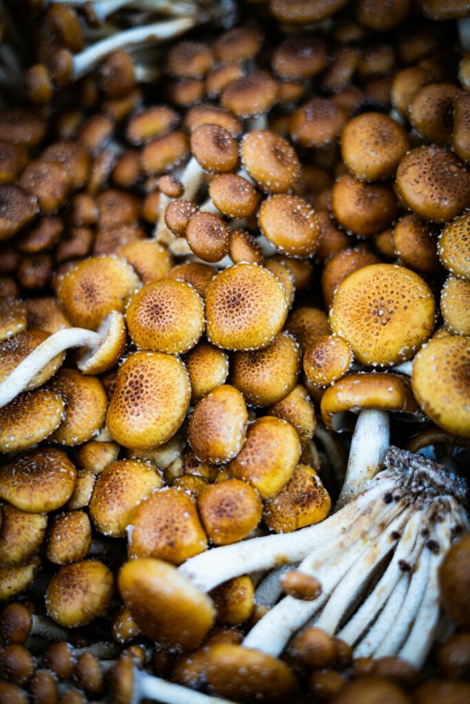 02 – ESHL4 – El papel de los hongos en la economía circular