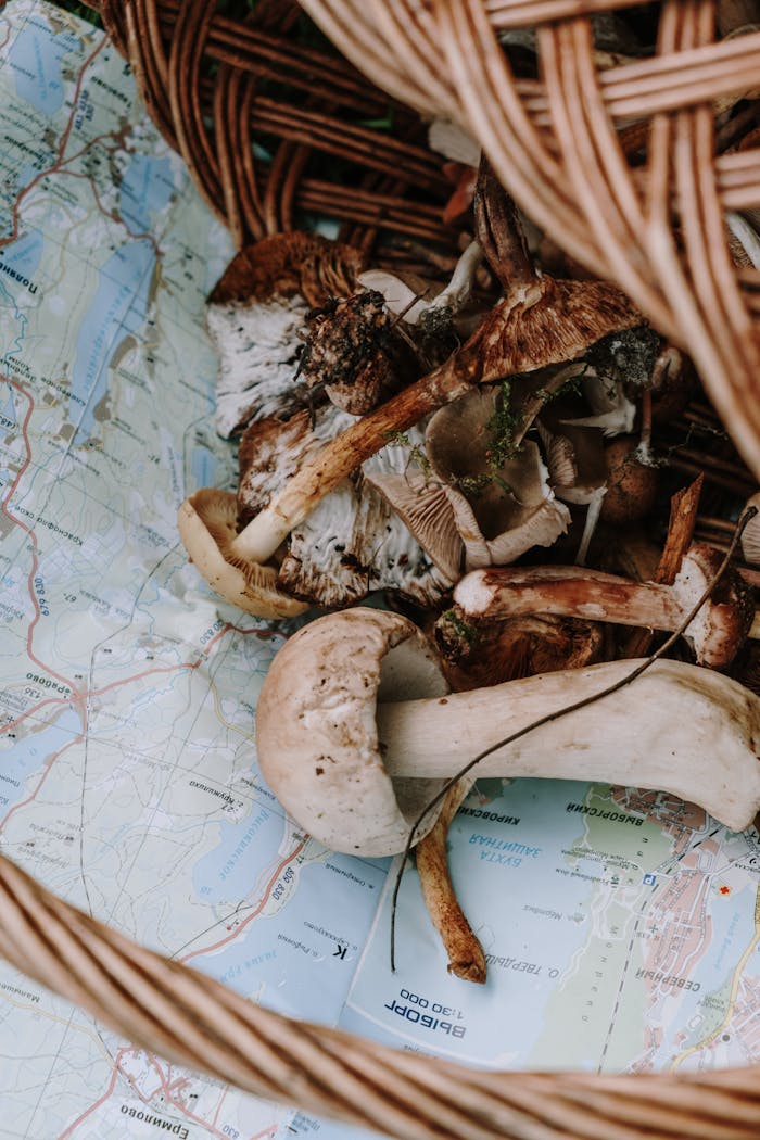 A close-up of various wild mushrooms in a wicker basket placed over a paper map.