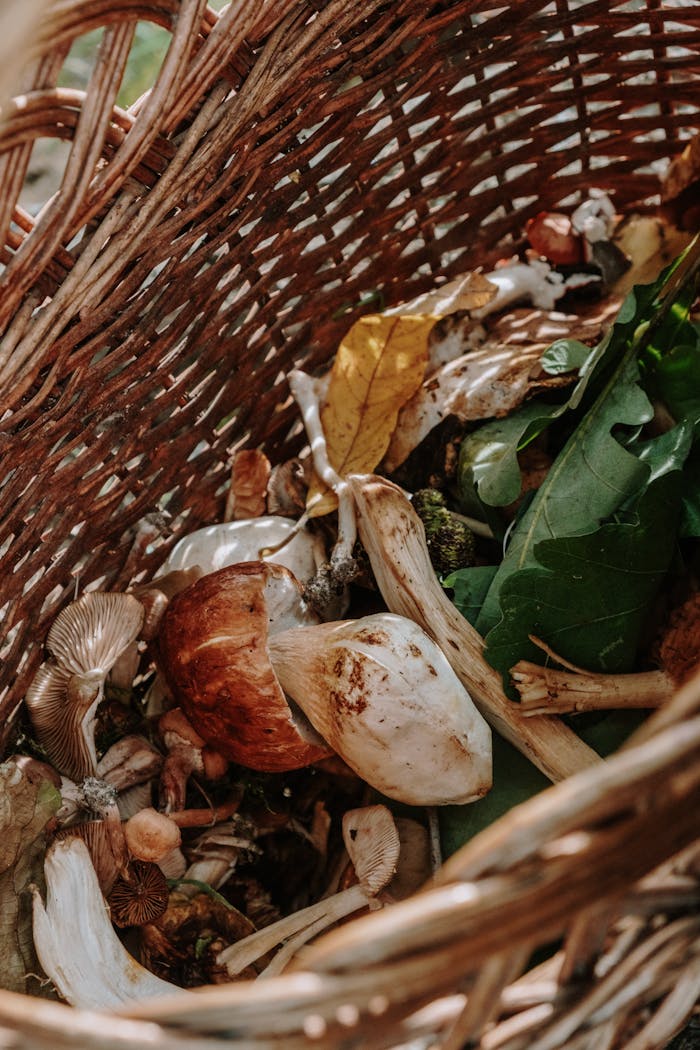 Close-up of various wild mushrooms in a woven basket, showcasing nature's bounty.