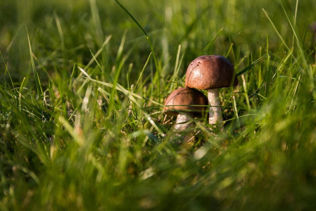 pexels pixabay 50672 scaled.jpg